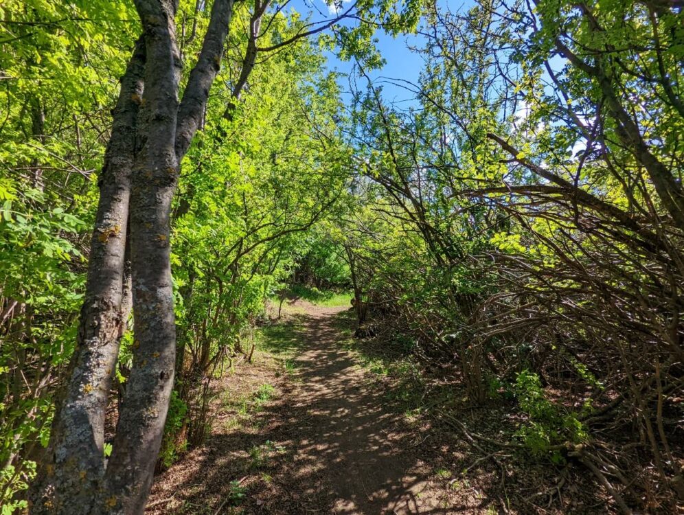 Forested trail next to Barnett Lake in Lacombe, with many branches reaching over trail