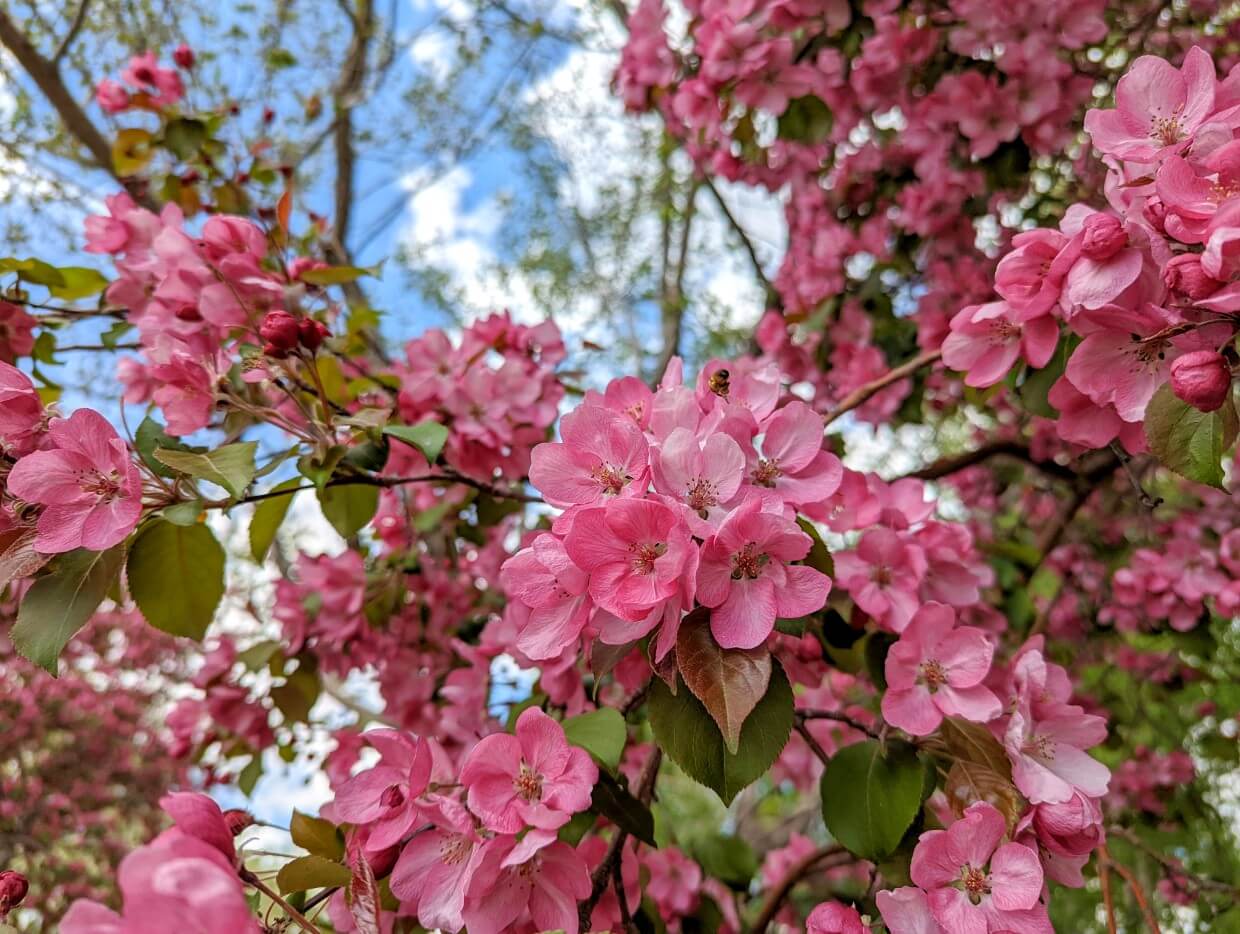 Close up of pink blossoms at Cranna Lake in Lacombe