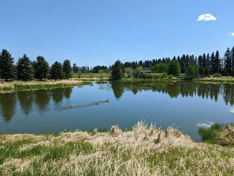 A 'gang' of geese swim across the dipping pond at Ellis Bird Farm, which is completely calm and surrounded by trees