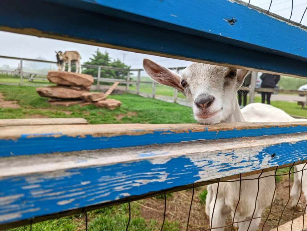 Goat peeking through blue coloured fence at Fromagerie Les Biquettes à l'Air