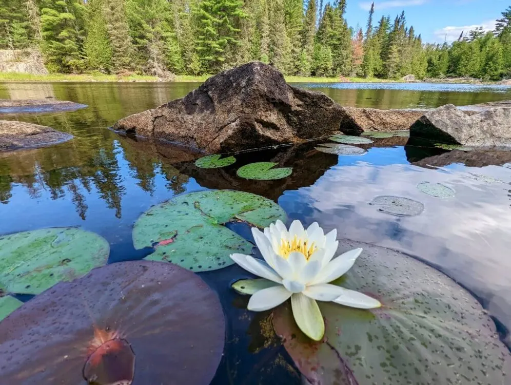 A bright white water lily sits atop lily pads on Walter Lake. Sticking up behind the water lily is a few brown rocks. The water is still and there's a shoreline of trees in the distance.