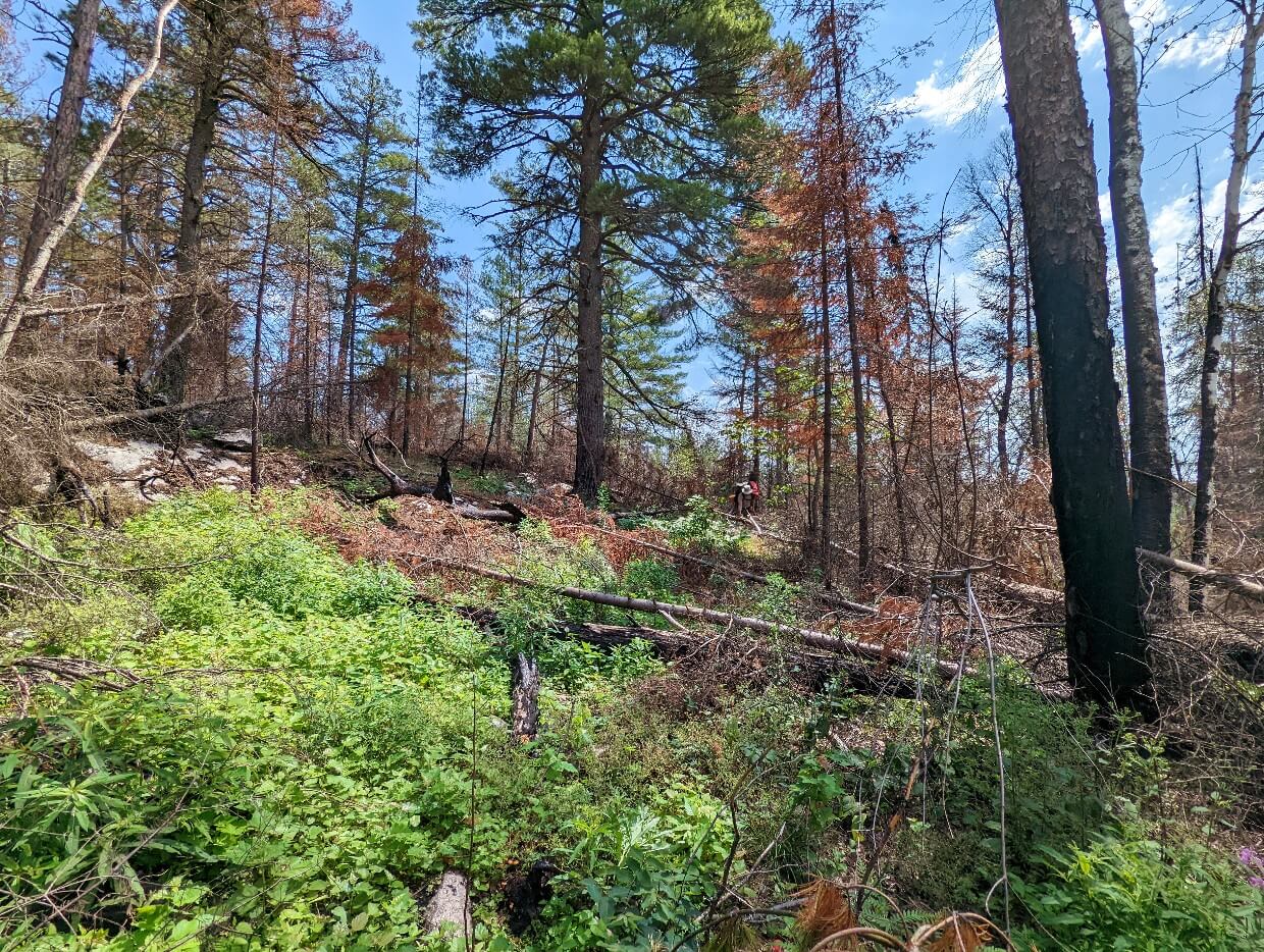 Looking up at a steep hill that's covered in dense with foliage, as well as standing and fallen trees. This unmaintained portage is between Yeh Lake and Lonely Lake. In the distance a man can barely be seen among the dense brush.