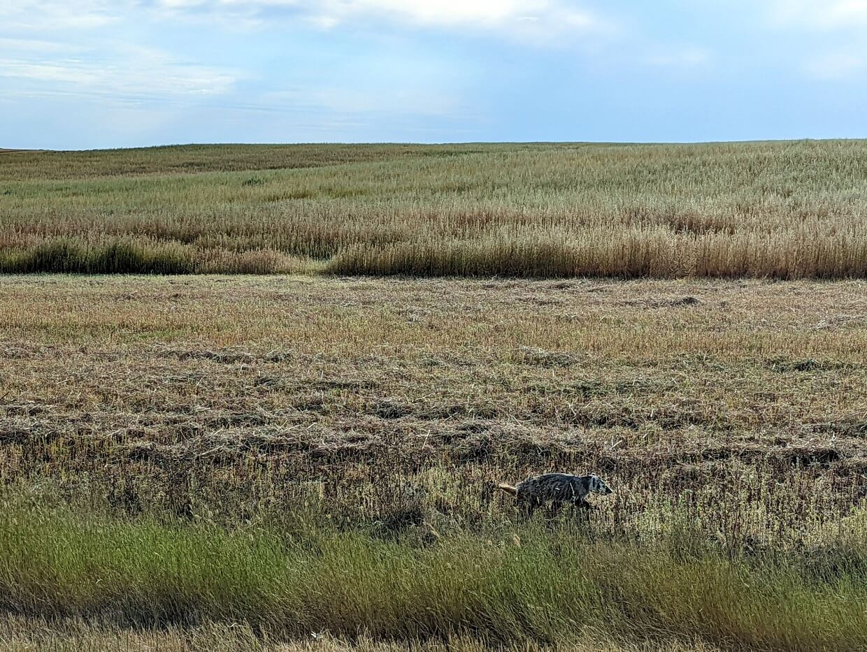 Vehicle view of grasslands with badger running through grass next to road