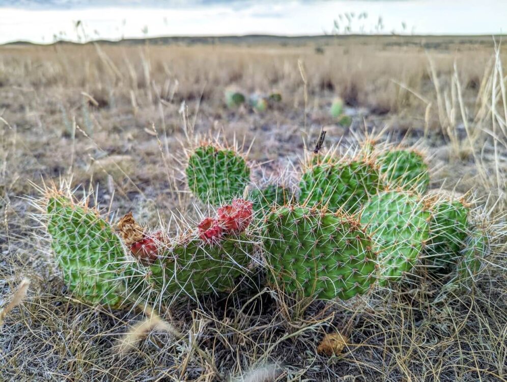Close up of prickly pear cacti in Grasslands National Park, which features large spines and red flowers