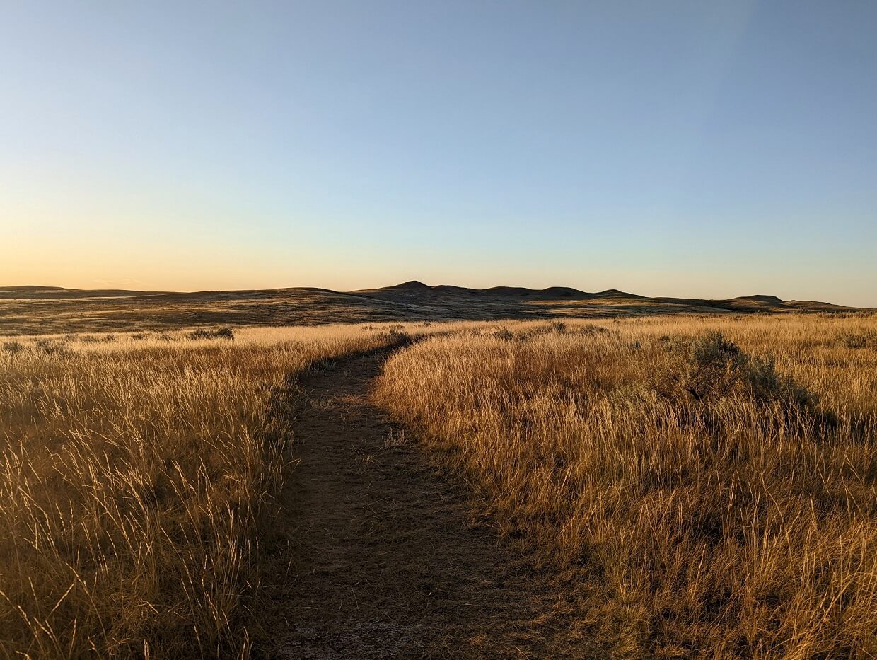 Golden hour in the Grasslands, with path curving through field of grass, which is lit up by the sinking sun