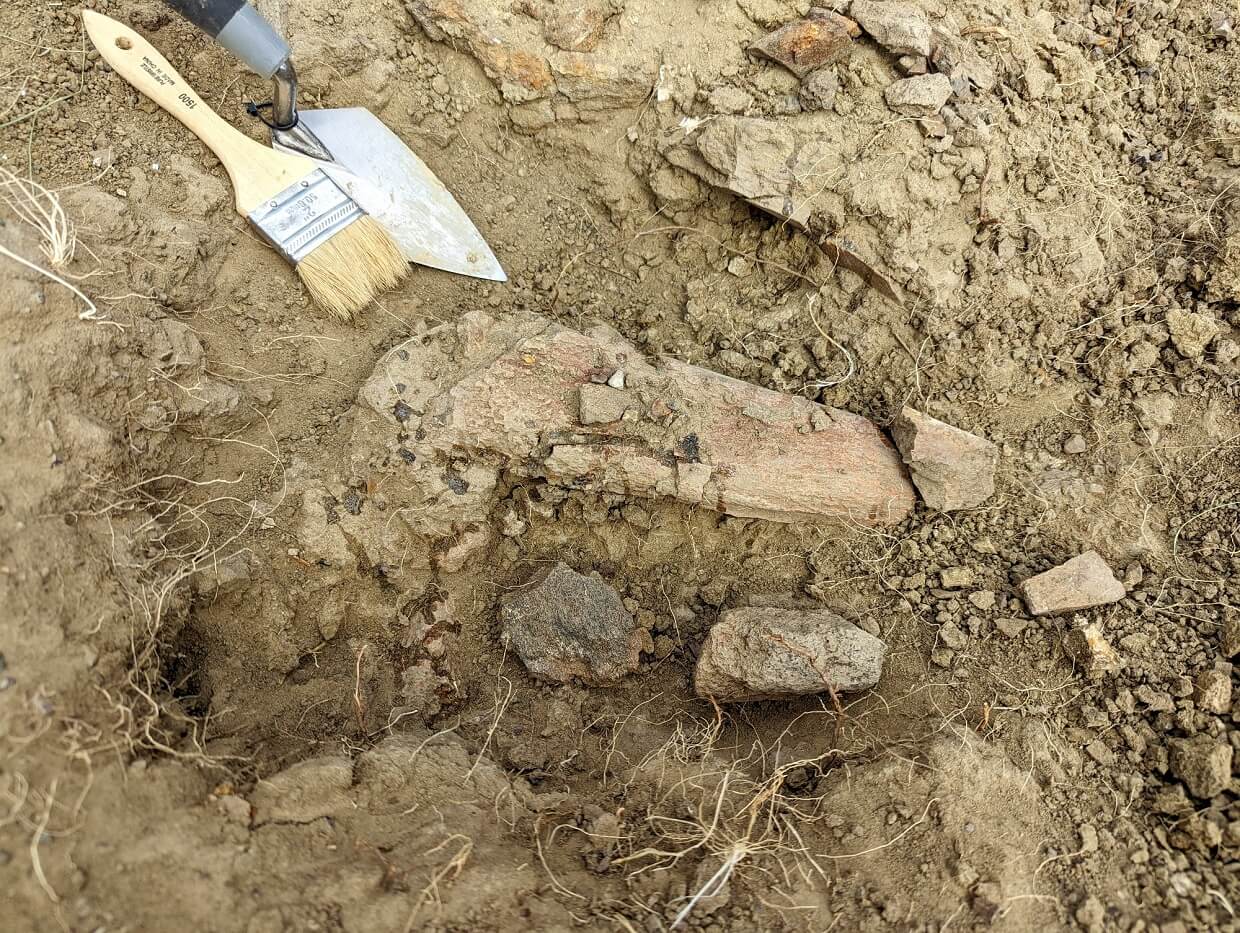 Close up of uncovered bone in ground at dinosaur dig site, with brushes and other tools on left