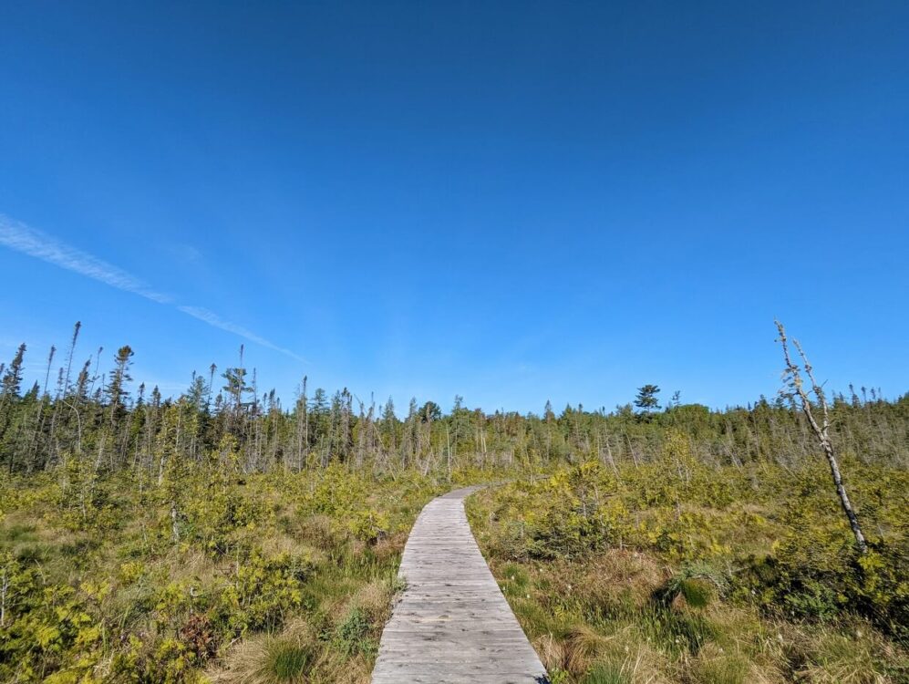 Boardwalk leads through marsh area in Pancake Bay Provincial Park, with stunted trees on left and right