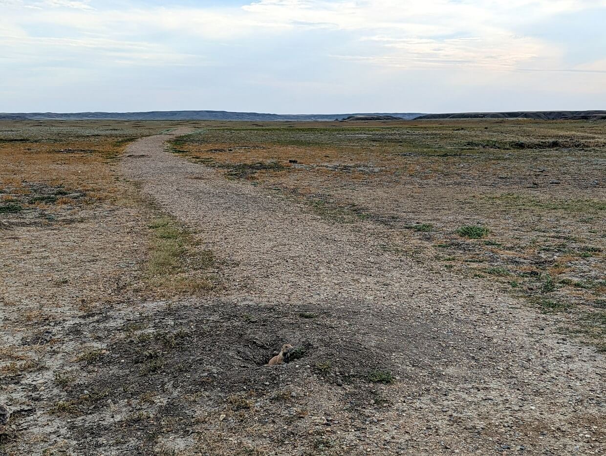 Dirt hiking trail leading away from camera with dug out burrow at bottom of photo with prairie dog peeking out