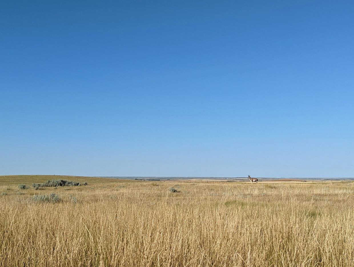 Field of grass with pronghorn antelope on right hand side in distance