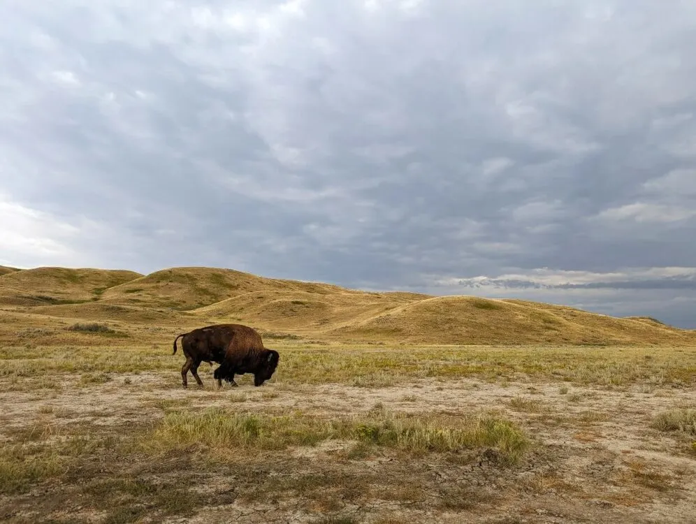 Side profile of bison walking across grasslands landscape with golden hills in background