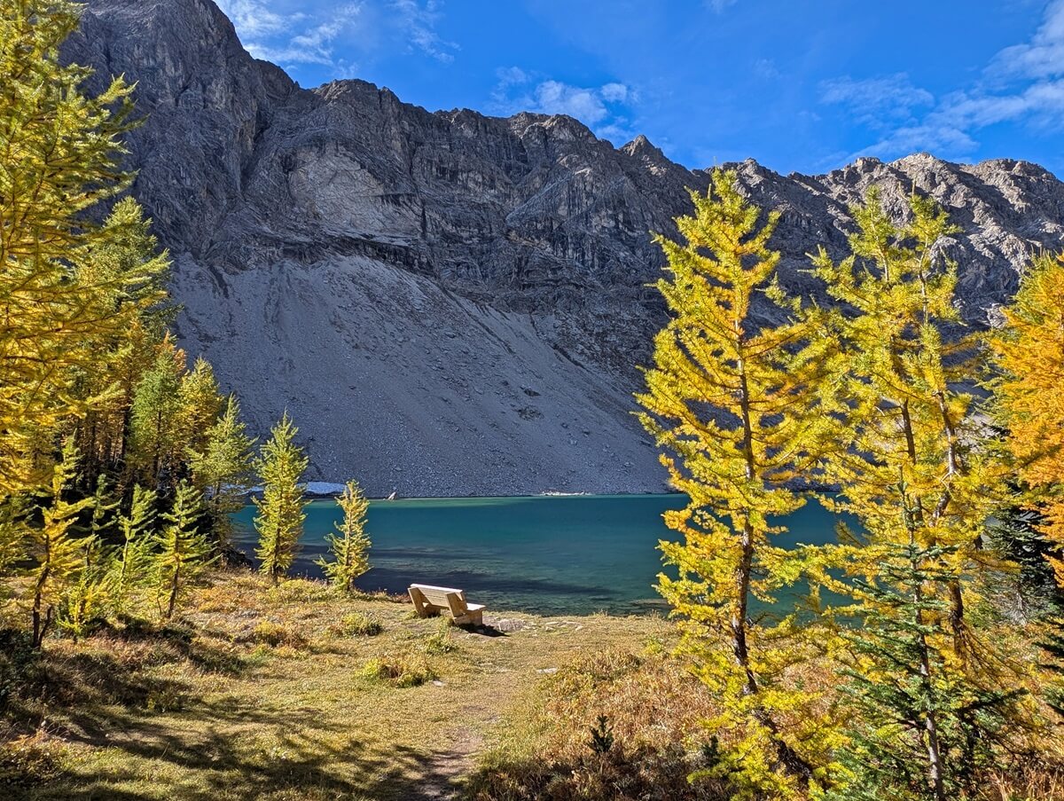 Looking through golden larch trees towards a bench that sits on the shores of Diana Lake, with mountainous backdrop