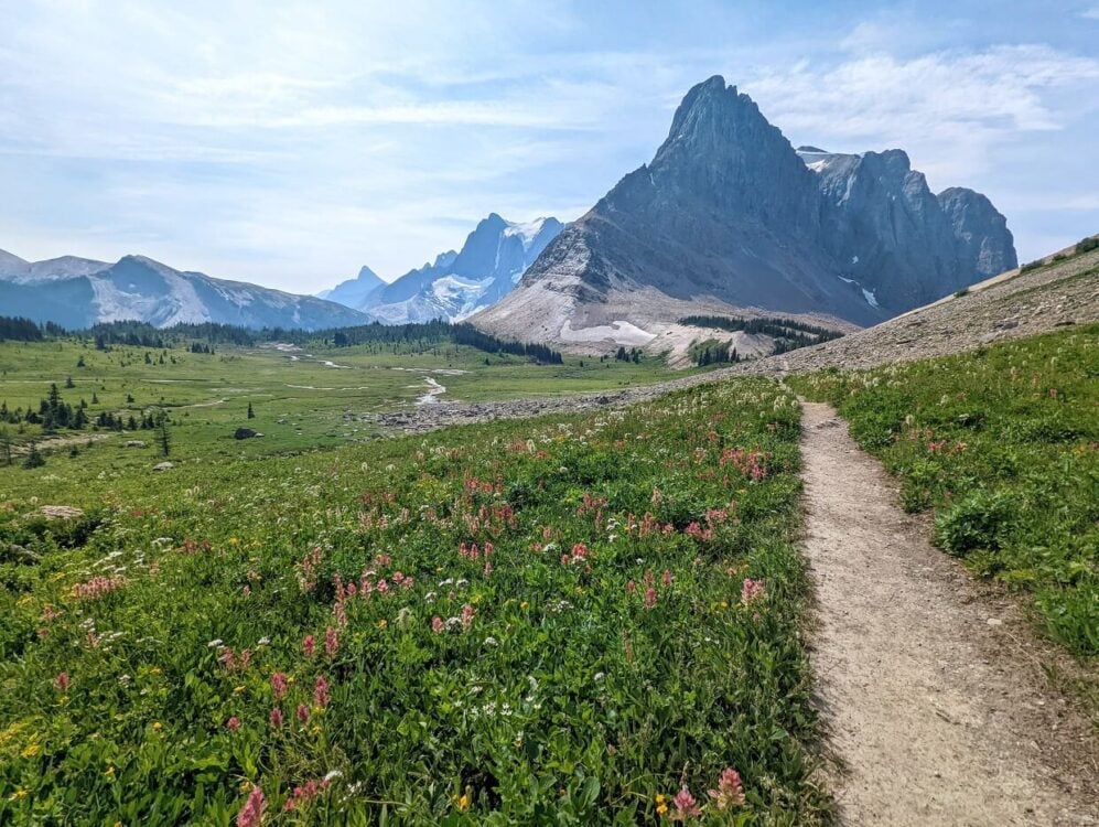 A dirt hiking trail travels through wildflower meadows on the Great Divide Trail, with towering mountain peaks in background