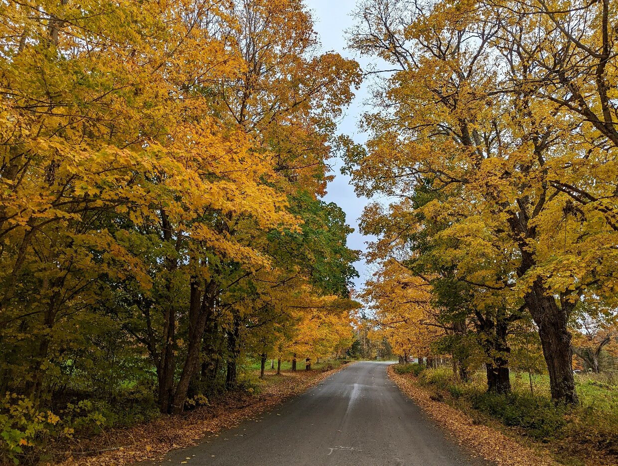 Driving view of narrow road with large trees on either side, all lit up with golden leaves