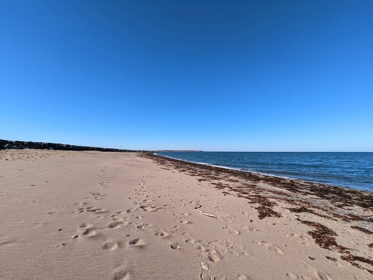 Golden sand beach next to ocean, with seaweed lining shoreline