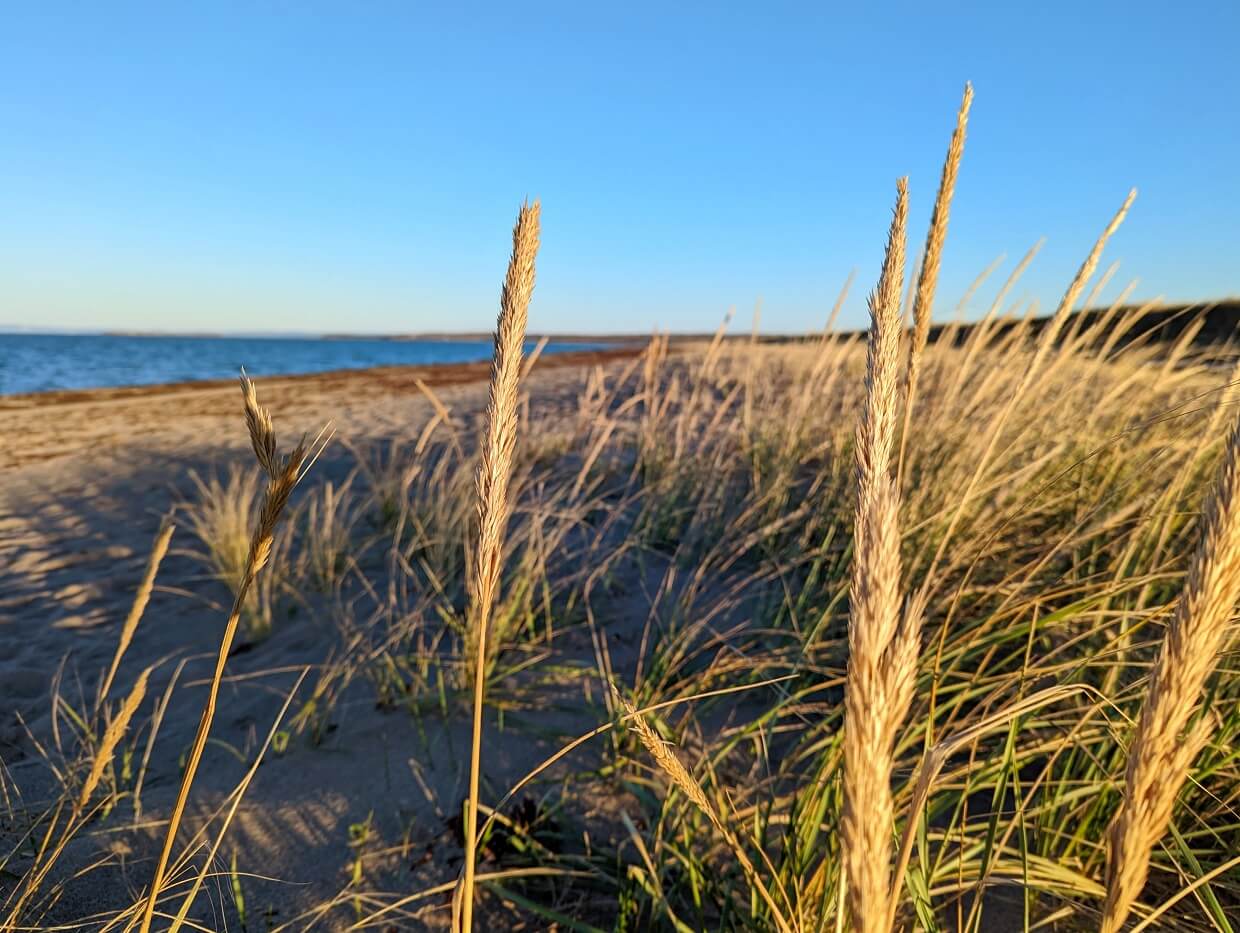 Close up of grass on dunes at Pomquet Beach Provincial Park, with golden sand beach in background