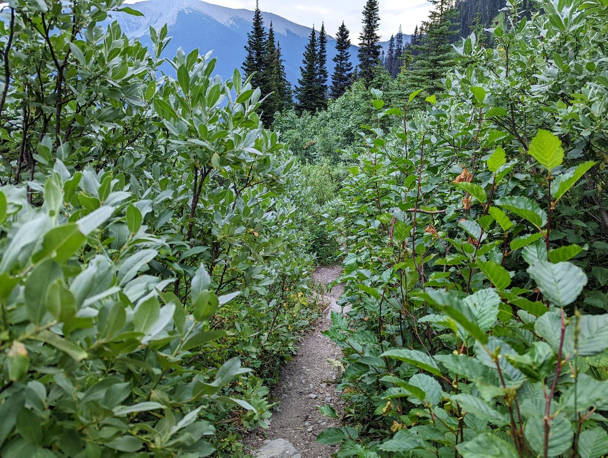 A dirt path traverses through high brush on the Rockwall Trail
