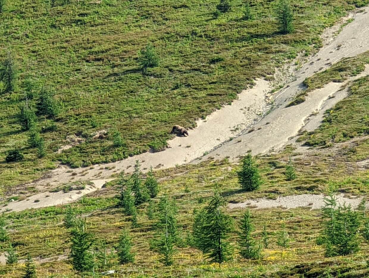 Distance view of grizzly bear walking in meadows with scattered trees