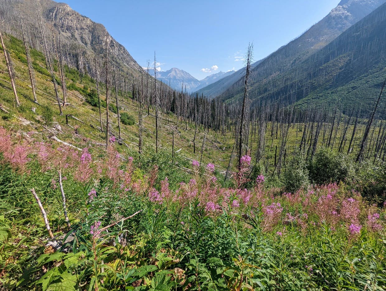 Bright purple fireweed flowers in front of burnt forest on the last day of the Rockwall Trail
