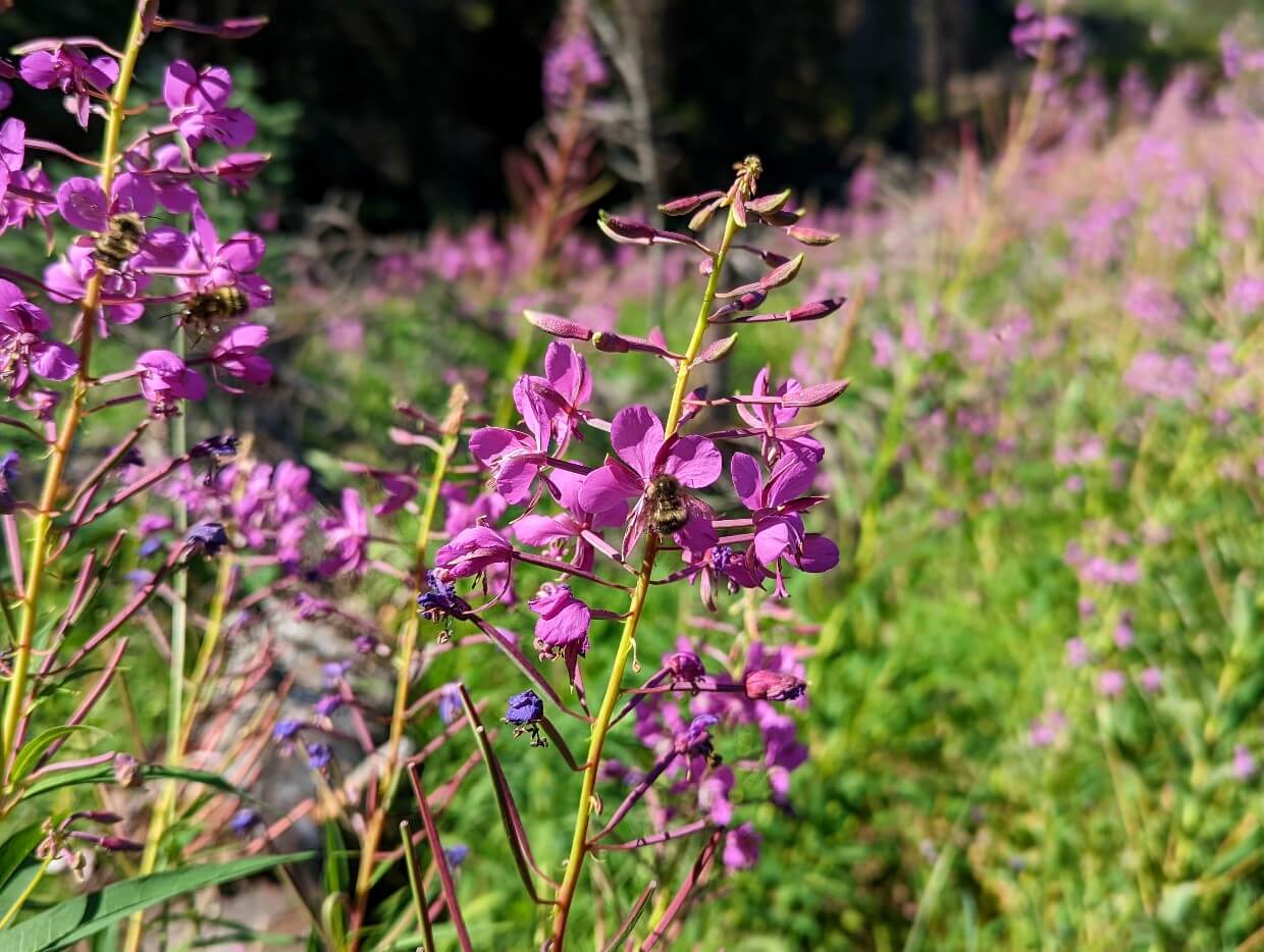 Close of purple fireweed flowers with bee collecting pollen