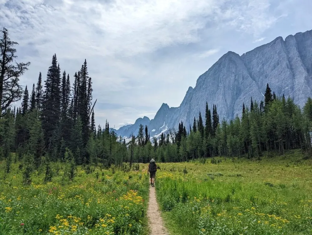 Back view of JR hiking through meadow area near Floe Lake, with larch trees on either side