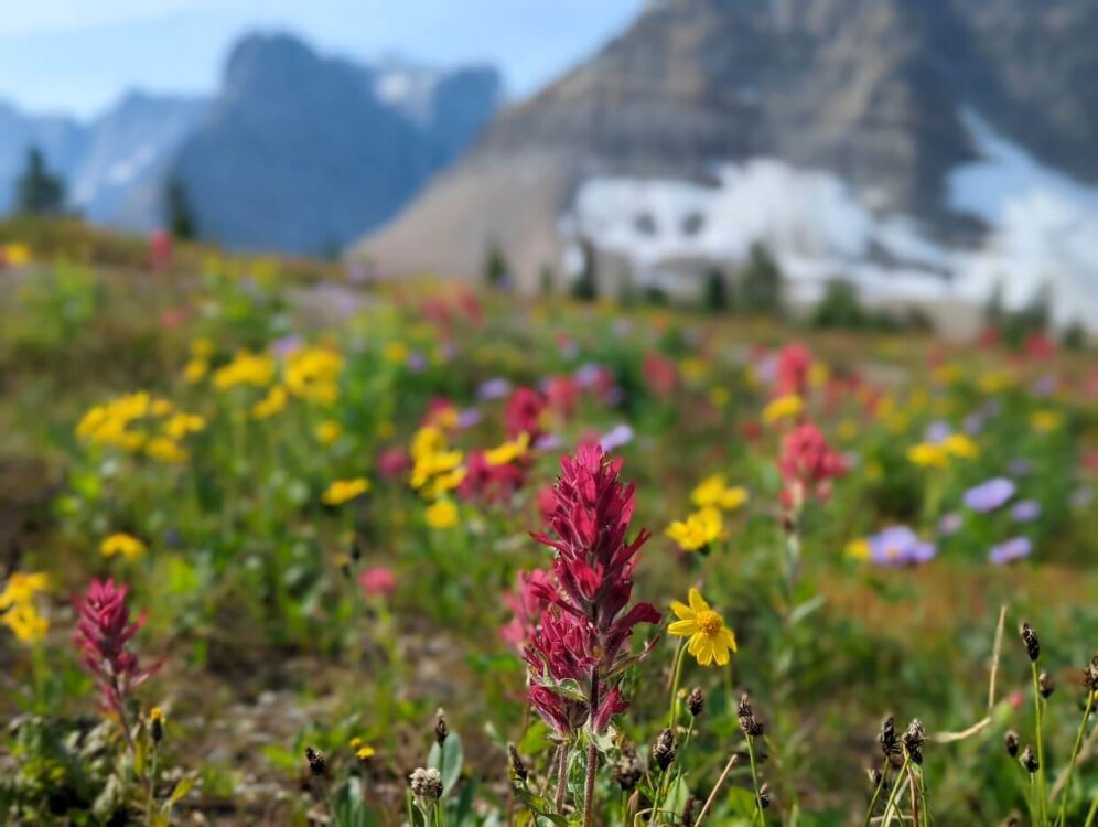 Close up of red Indian paintbrush wildflower on the Rockwall Trail, with blurred mountains in background