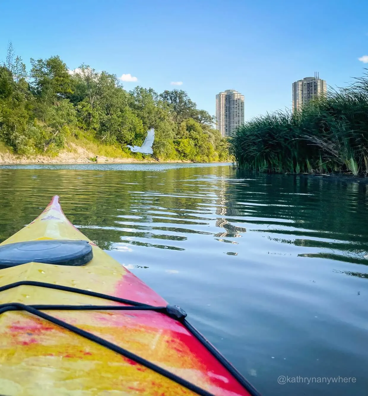 Kayak view of Humber River, with calm water conditions, flying white bird in front and city high rises in the background