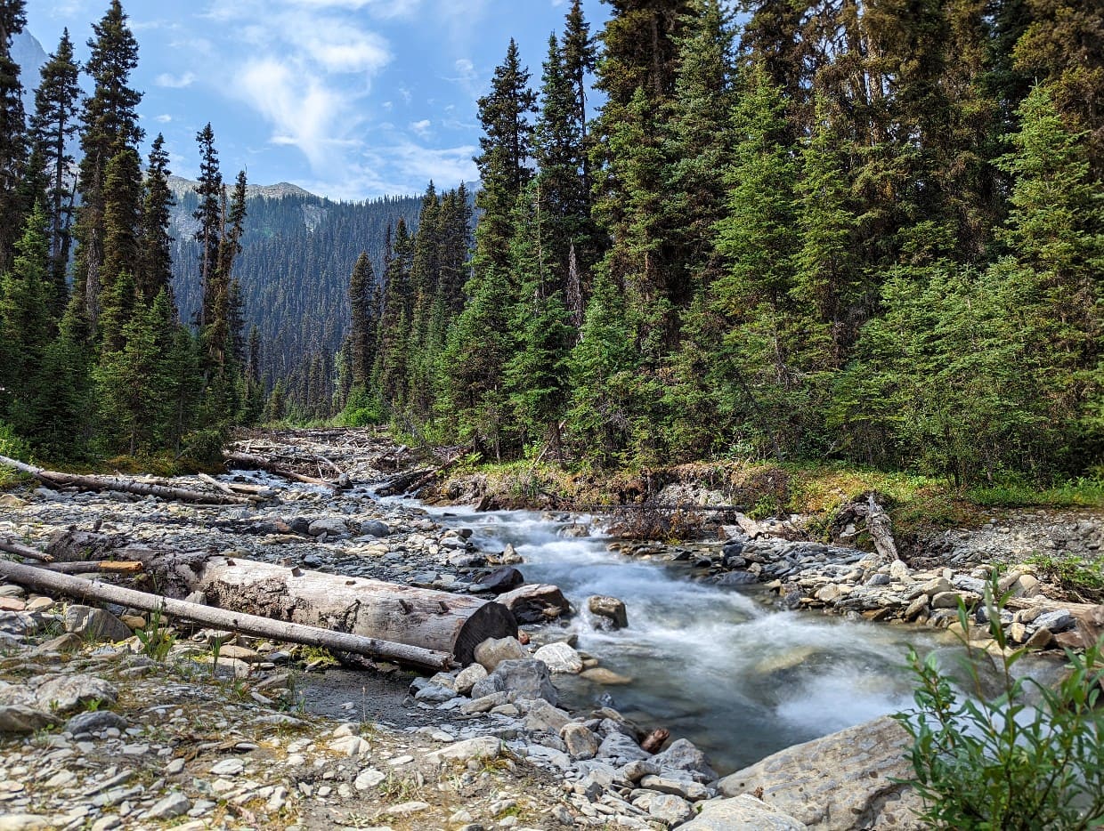 Numa Creek rushes towards the camera, surrounded by forest on both sides