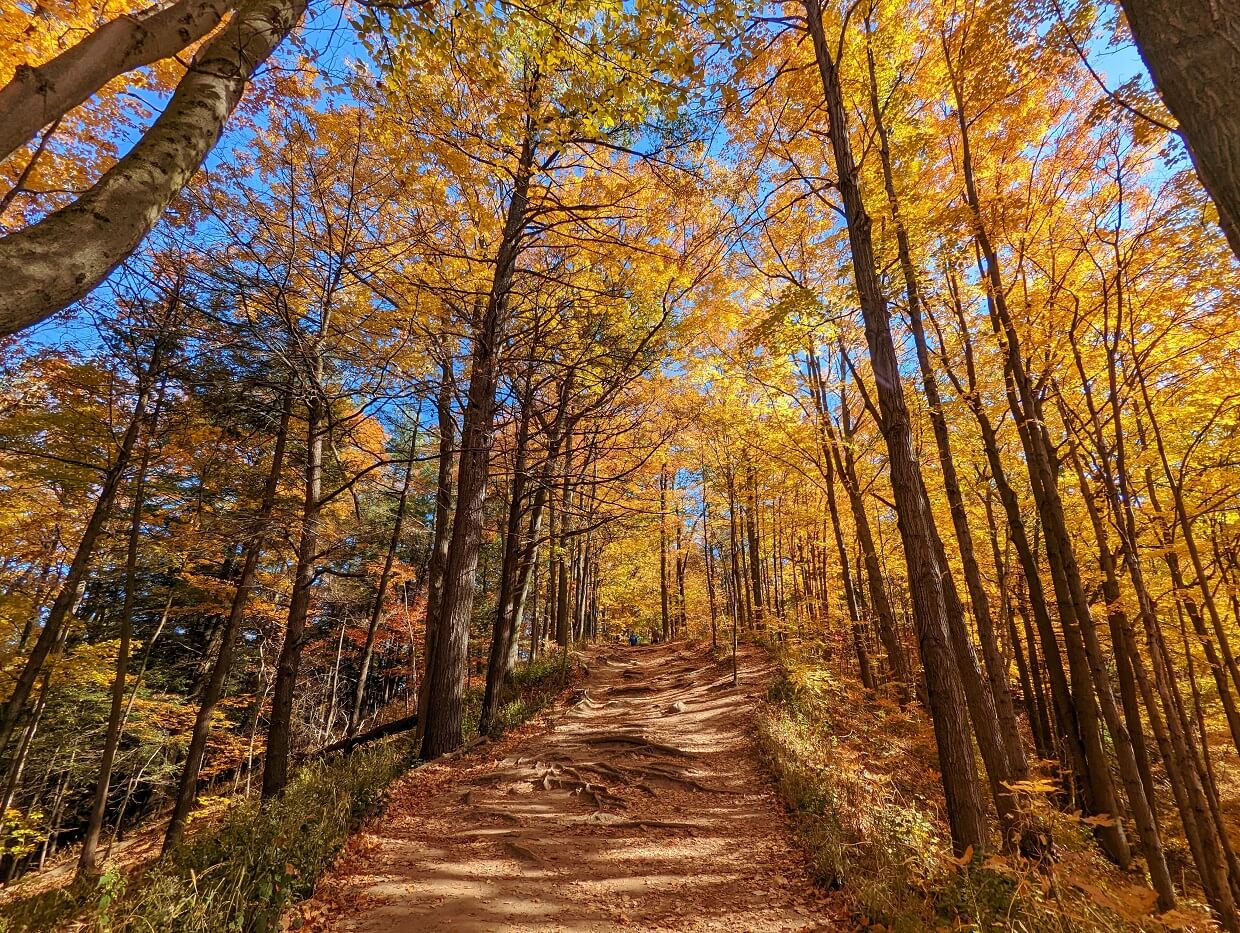 Looking up wide dirt trail climbing through forest. The leaves on the trees have turned golden