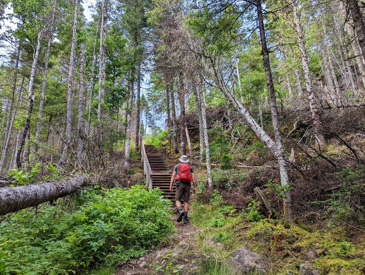 Back view of JR hiking through forest, approaching wooden staircase