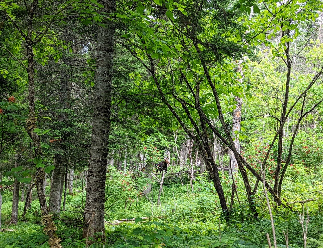 Looking through the trees towards cow moose in forest onBelvédère de la Lucarne trail