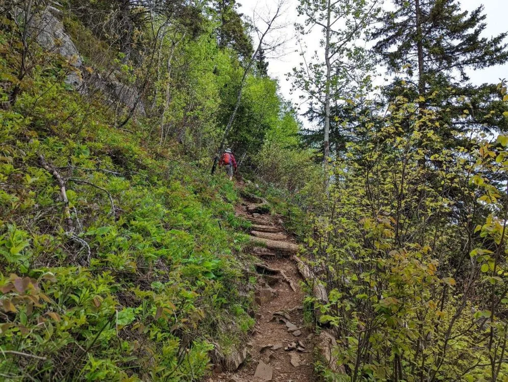 Back view of JR hiking up steep section of the Top of the Giant hike, with wooden 'steps' 