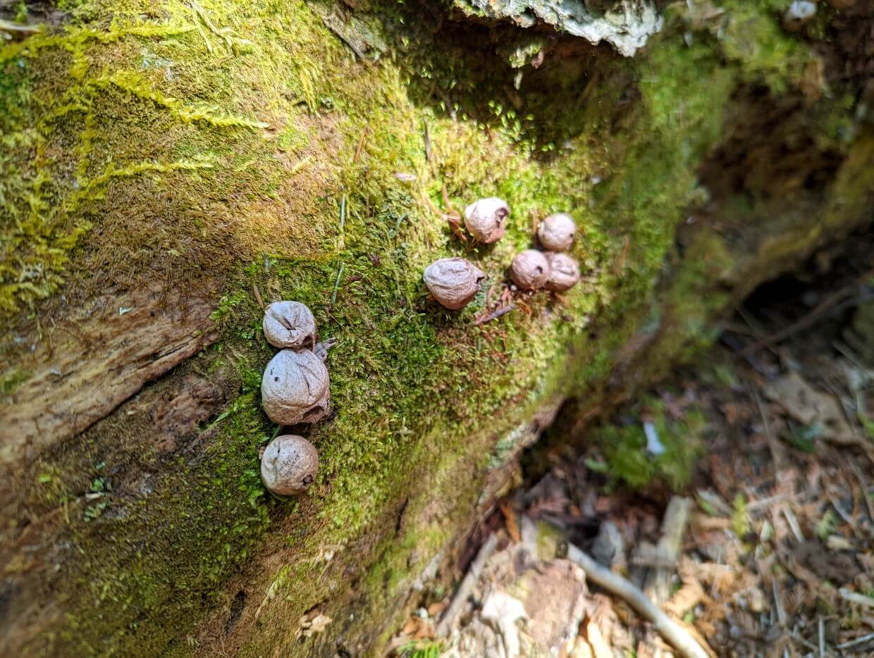 Close up of small cream coloured puff mushrooms on moss coloured log near pond on Top of the Giant Trail