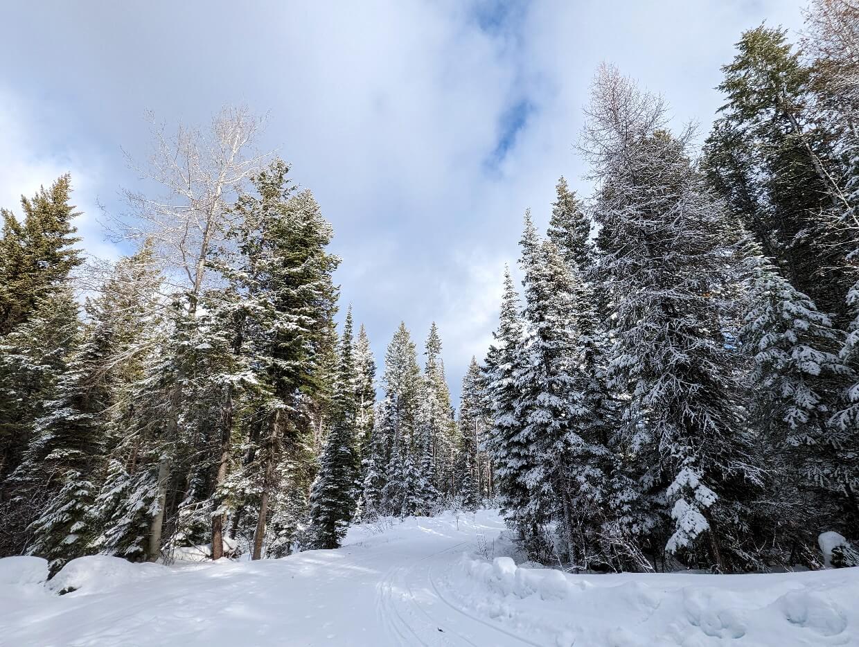 Cross country ski tracks curve around a corner, surrounded by snowy trees, at Marshall Lake XC Ski Area near Grand Forks