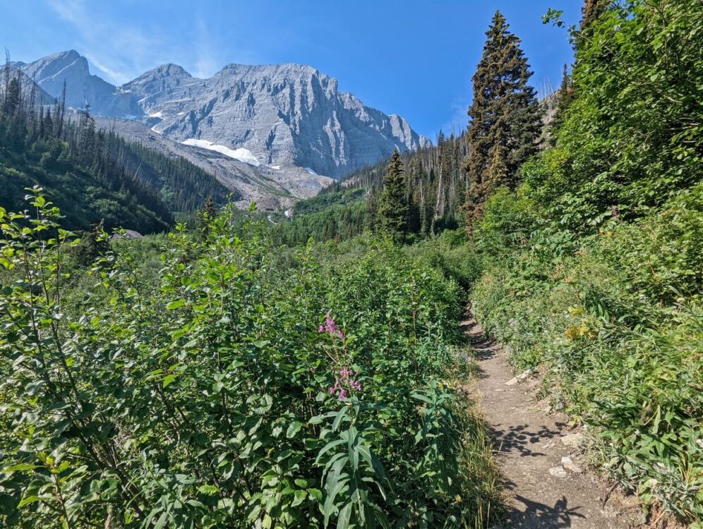 Dirt trail leading away from camera into high brush, with towering mountains in background