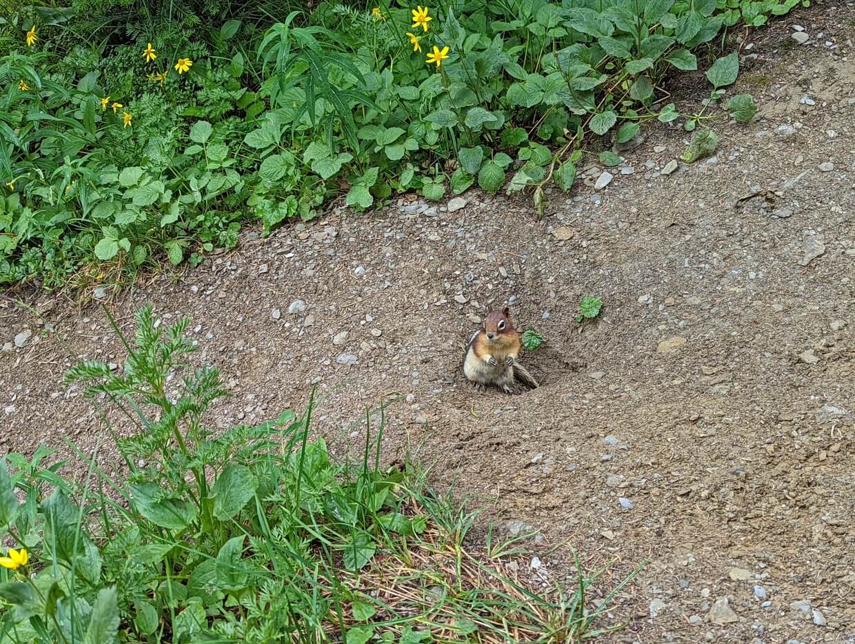 Close up of chipmunk in dug out hole on hiking trail near Floe Lake