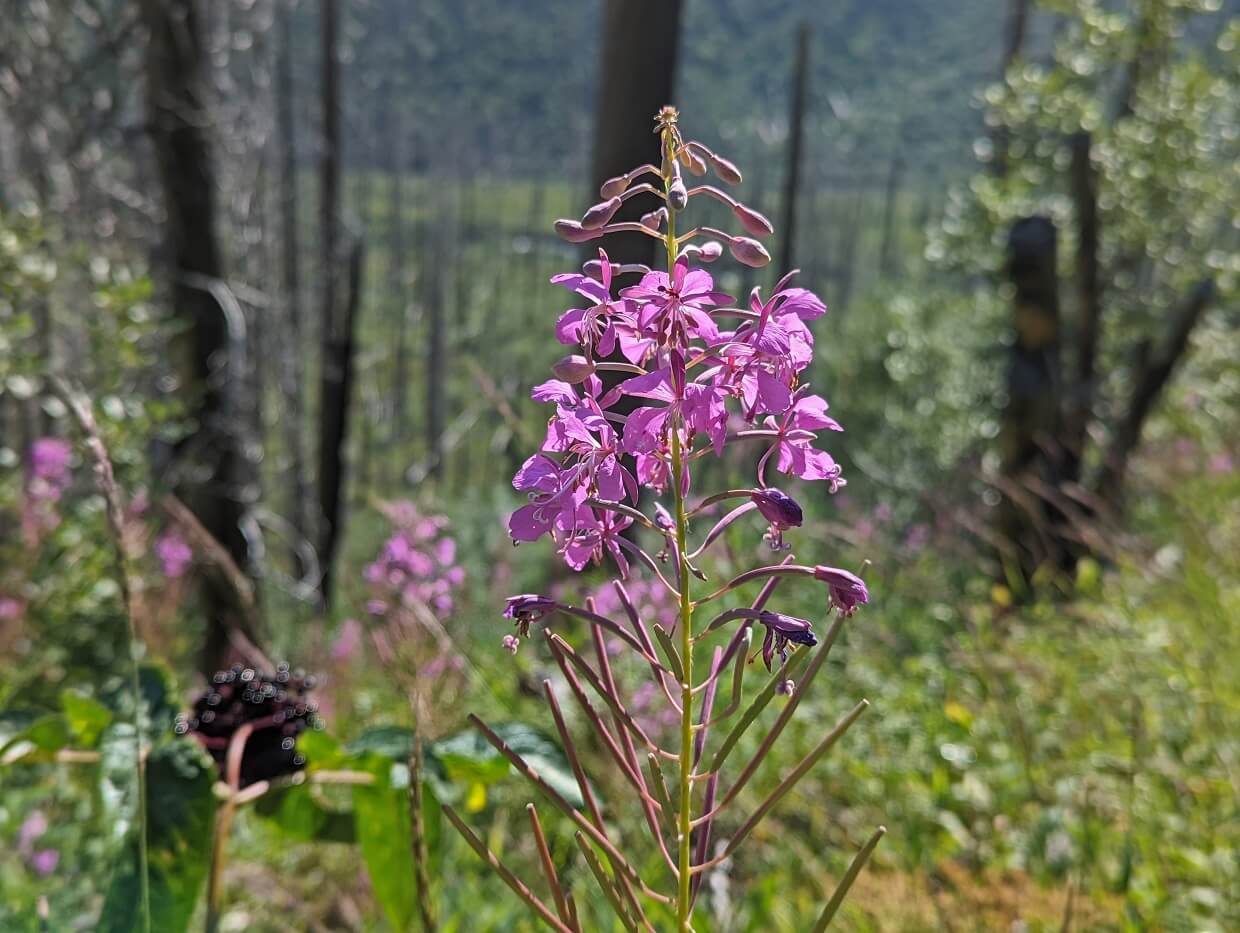 Close up of purple fireweed plant on the Floe Lake Trail