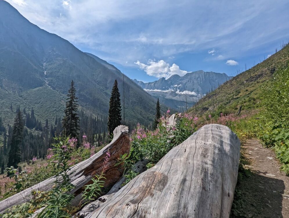 Huge log next to Floe Lake Trail, surrounded by purple fireweed flowers and mountain ranges in background