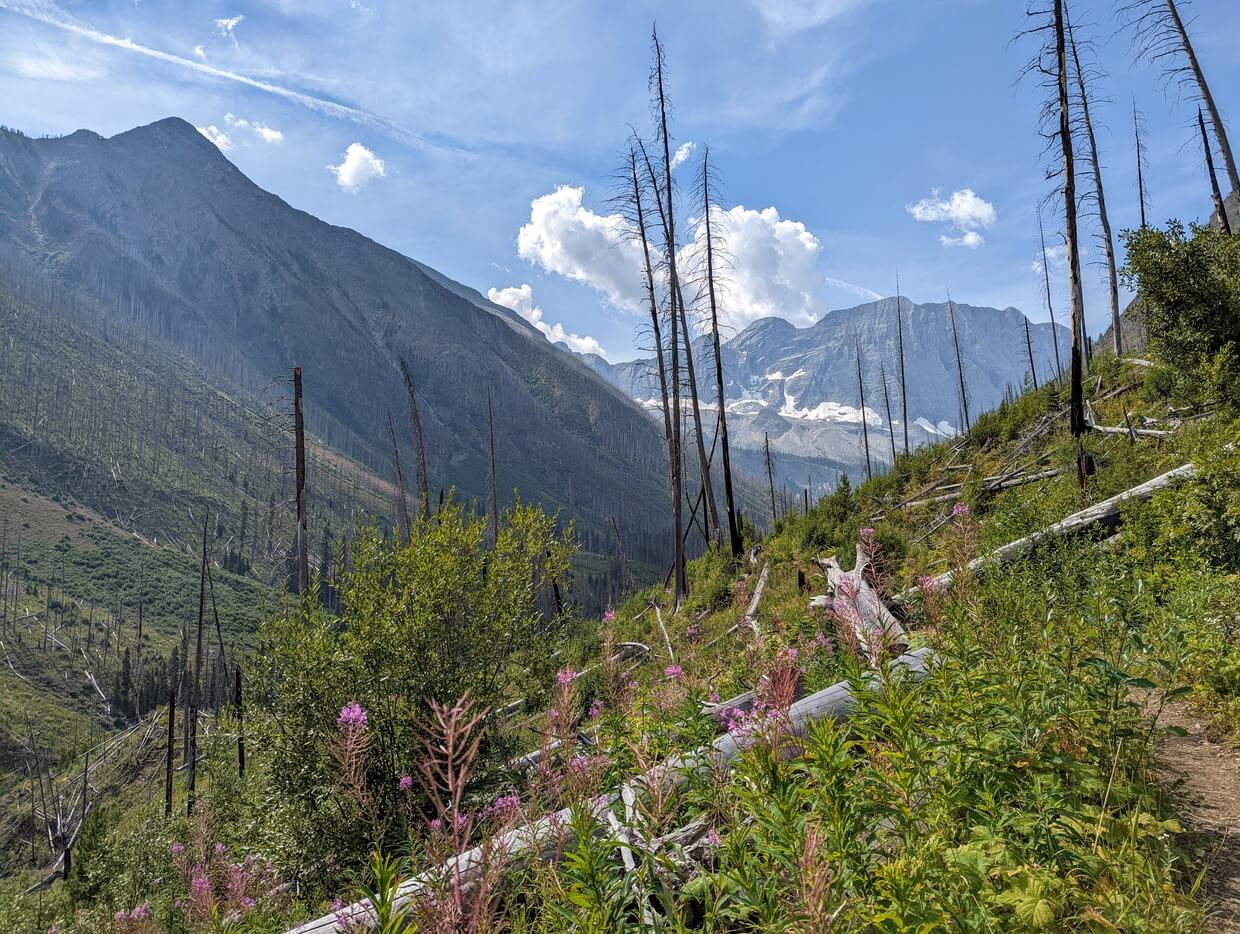 Floe Lake Trail looking forwards mountain range above Floe lake, with brushy foliage next to dirt path