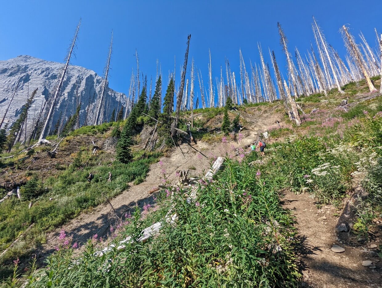 Looking up trail to steep slopes, with hikers ascending above. There are many dead tree trunks