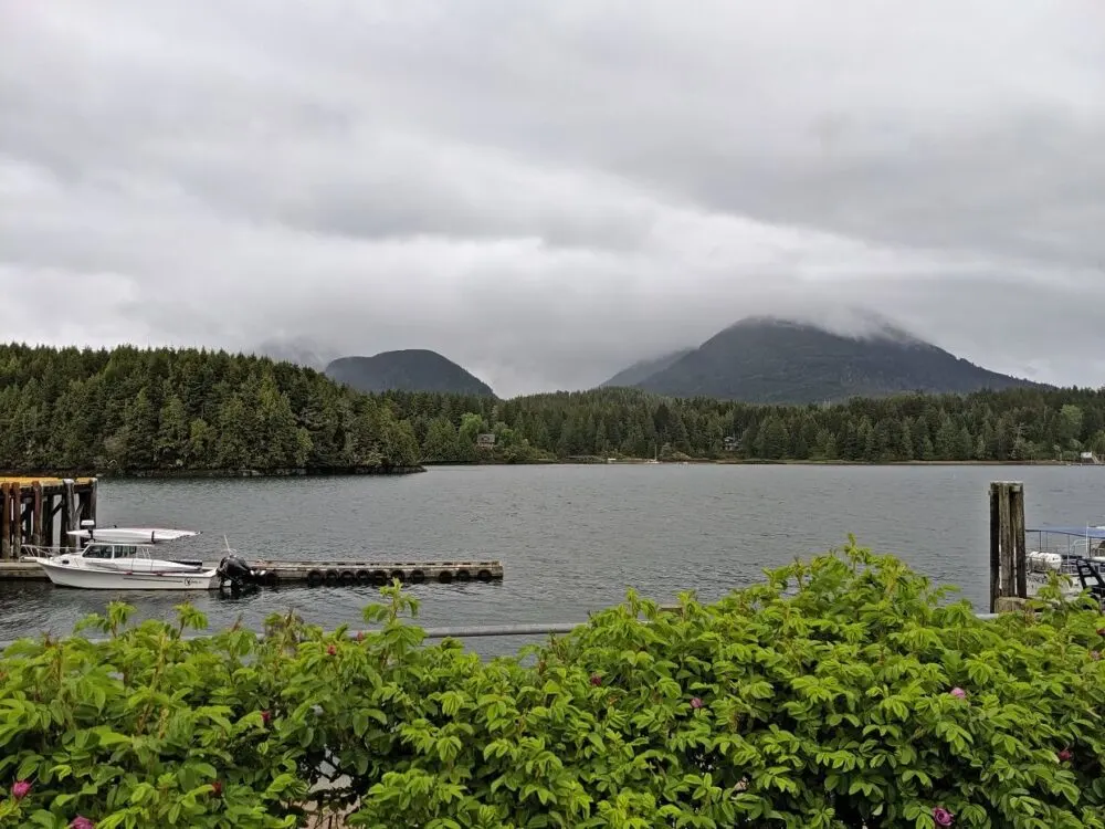 Looking across bushes to calm Ucluelet harbour with boats and forest, with mist obscured mountains in background