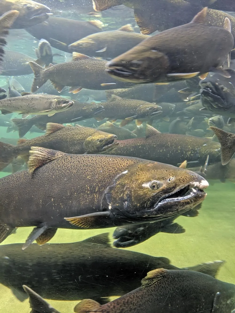 Close up of live pacific salmon in glass observation tank