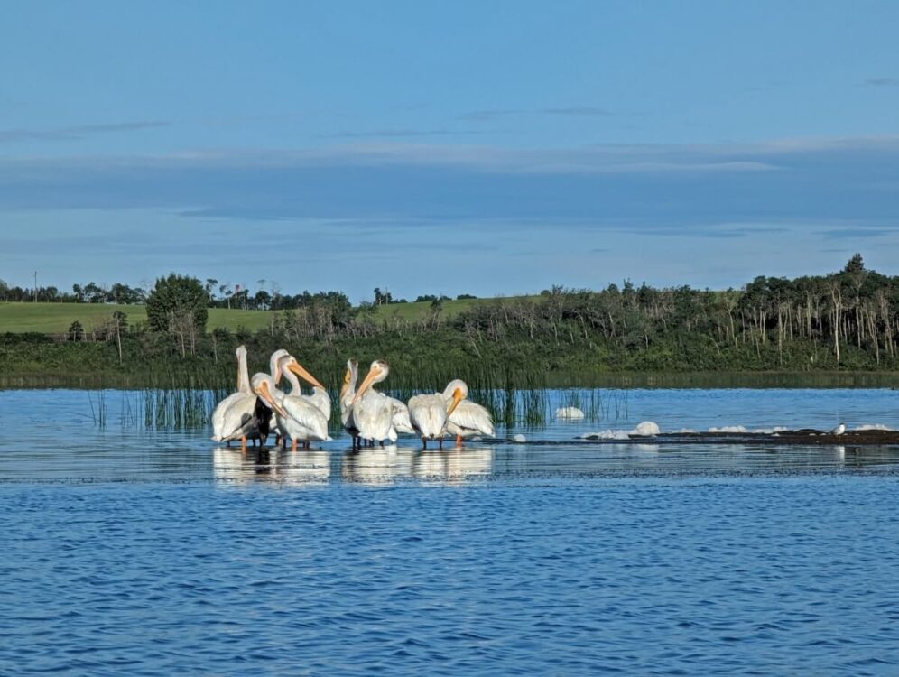 Distant view of pelicans crowded together on lake in ALberta. The lake is calm and surrounded by short trees