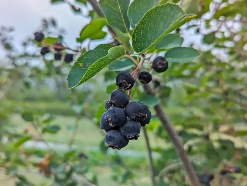 Close up of Saskatoon berries on plant at DNA Gardens