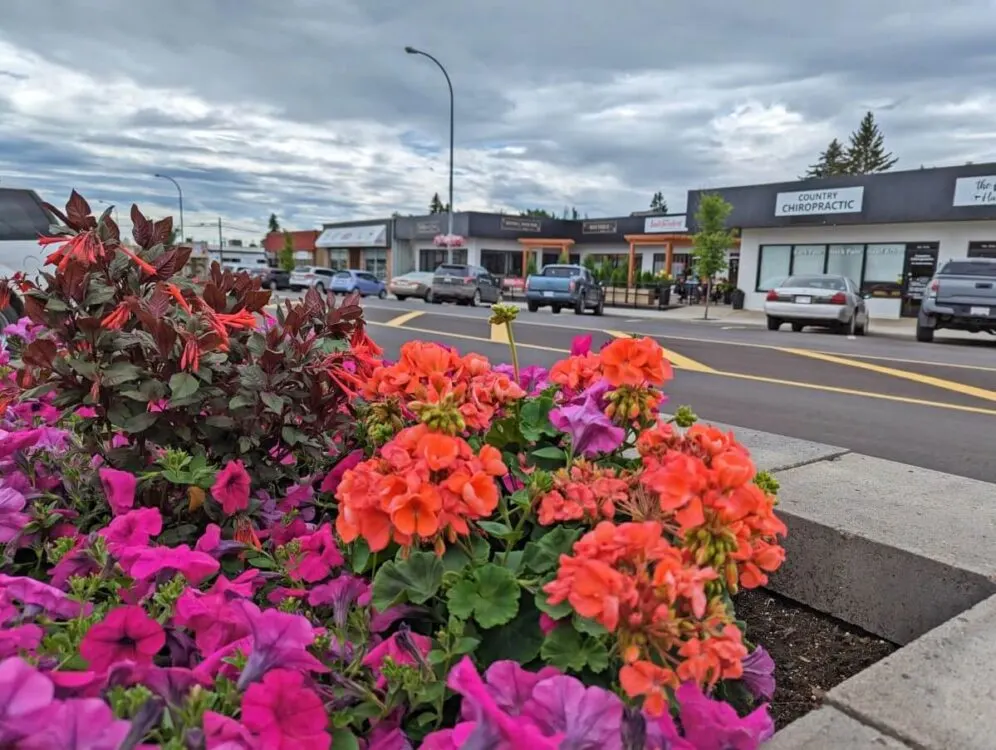 Bright flowers in foreground with Stettler downtown Main Street beind, with shops and parked cars