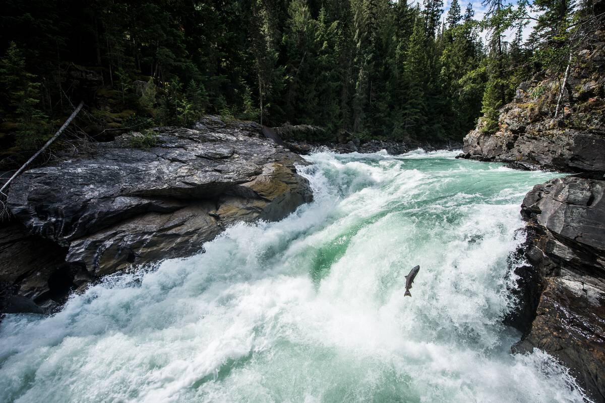 Salmon attempting to leap up raging waterfall in canyon