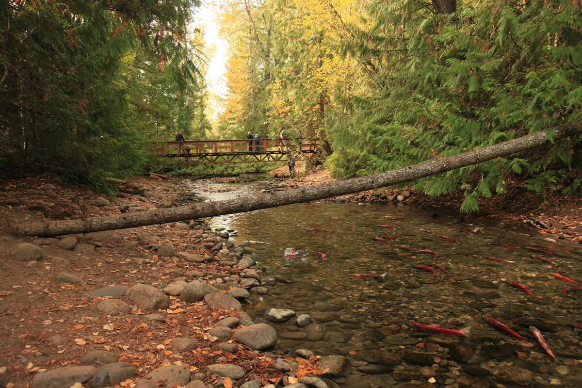 Sockeye salmon in Adams River near Shuswap Lake. People on bridge in background, river is surrounded by forest