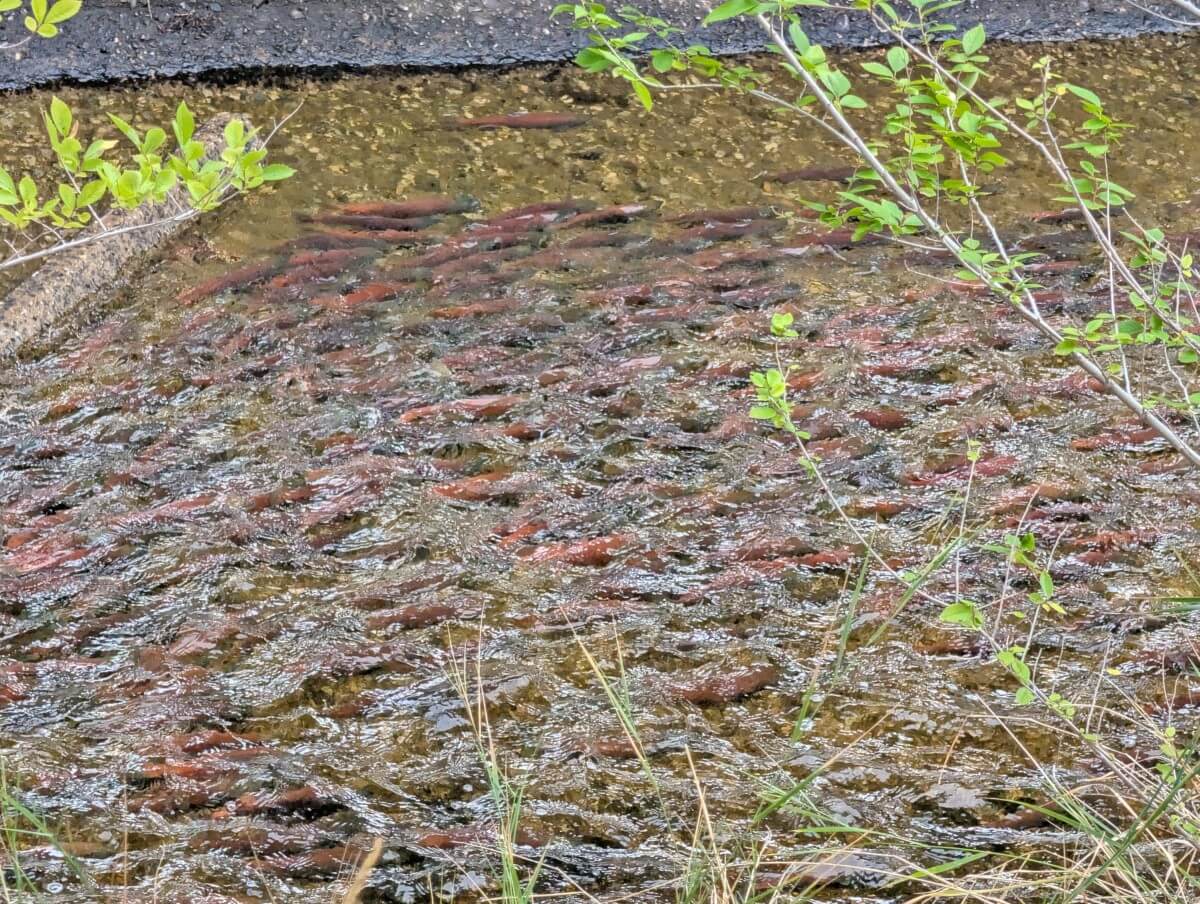 Looking down into Penticton Creek, which is filled with pink coloured kokanee salmon swimming upstream during the salmon run