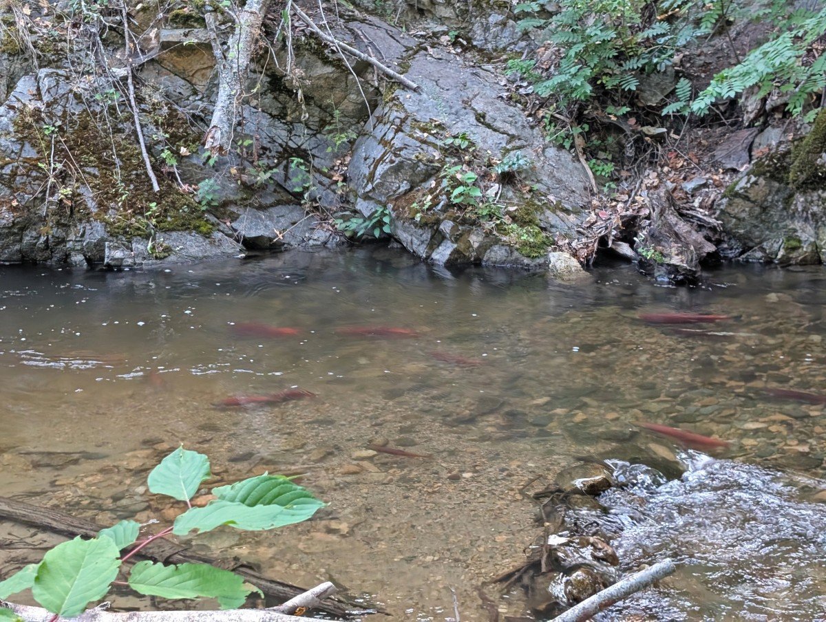 Creekside view of Deep Creek with bright red kokanee salmon swimming upstream