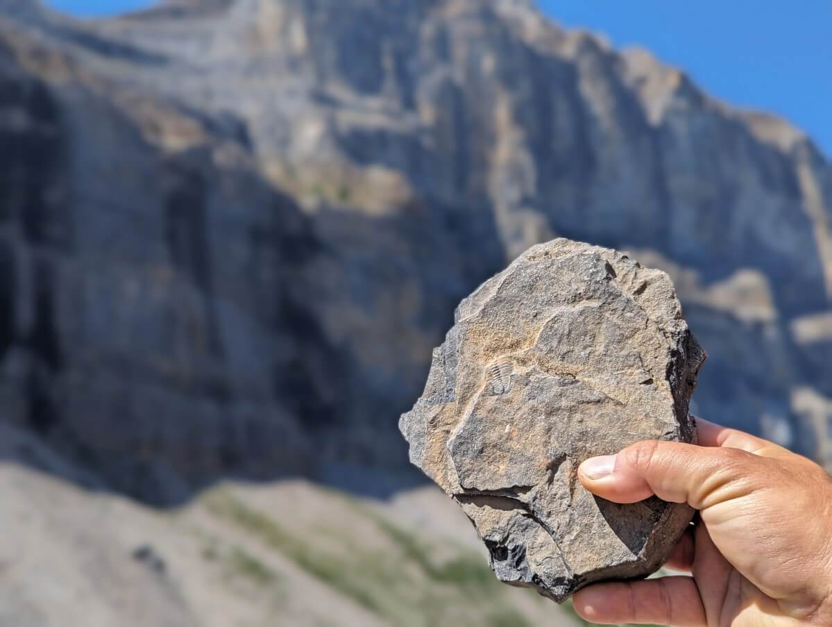 Close up of hand holding a rock with a trilobite fossil in front of steep cliffs