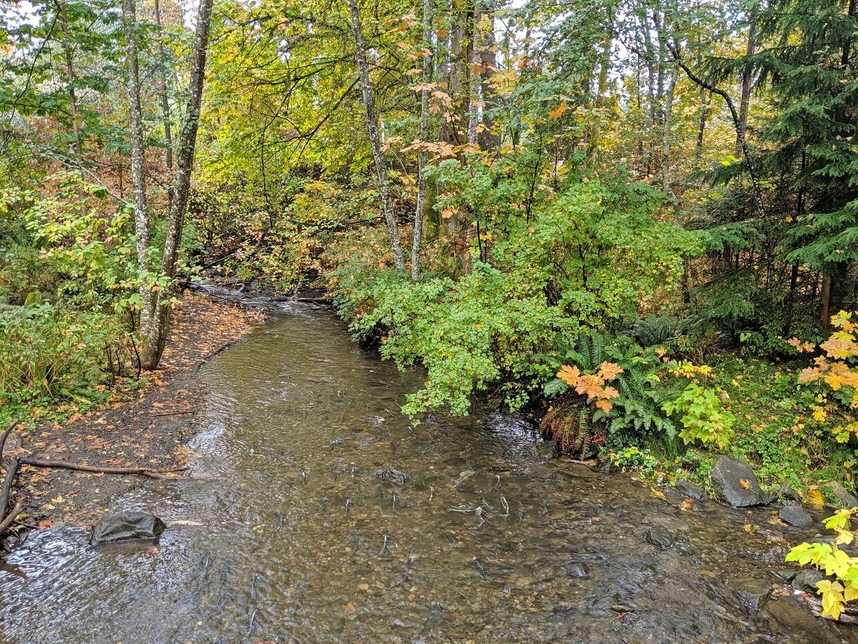 Looking down from bridge into Puntledge RIver, with many fins close to surface (salmon running)